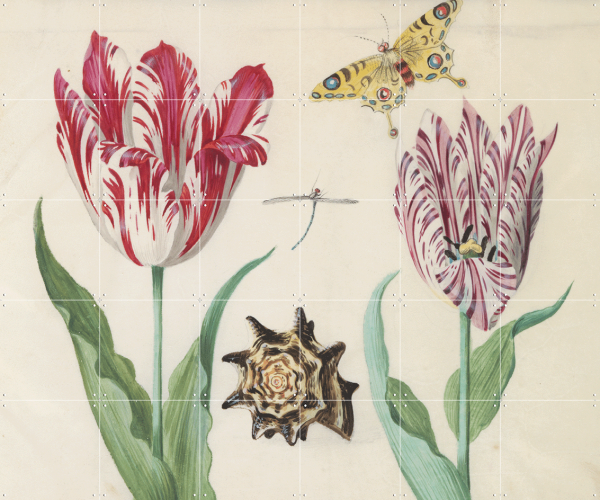 IXXI Tulpen Marrel 100x120 cm